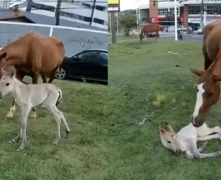 Égua entra em trabalho de parto em avenida de Salvador