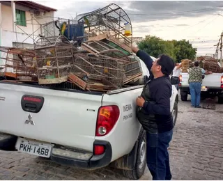 Entenda como o tráfico de animais silvestres traz riscos à saúde pública