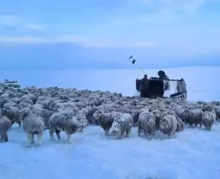 Entenda o que provocou frio extremo que congelou animais na Patagônia