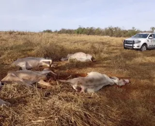 Fazendeiro é multado por deixar bois e vacas agonizando em pasto