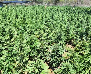 Força-tarefa desarticula indústria de produção de maconha em Irecê