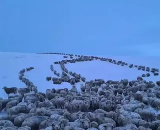 Frio extremo na Patagônia argentina congela animais