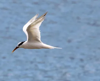 Gripe aviária: EUA têm primeiro caso sem contato direto com animal