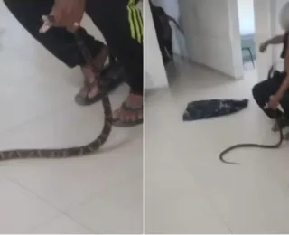 Homem captura jararaca que o picou e leva cobra para UPA; veja vídeo