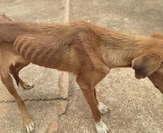 Homem é autuado em R$ 3 mil reais por maus-tratos a cachorro