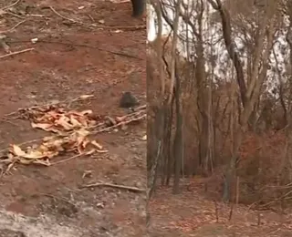 Incêndio em SP destrói plantação de café e causa prejuízo de 500 mil
