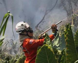 Incêndios florestais chegam a 422 ocorrências na Bahia