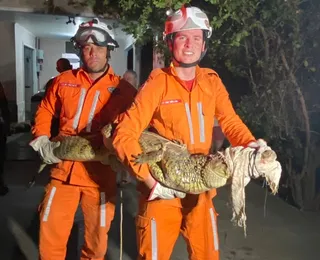 Jacaré de quase 2 metros é resgatado em jardim de casa na Bahia