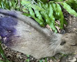 Maníaco das capivaras: polícia do busca criminoso que mata animais