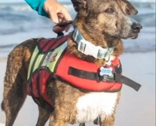 Morre Parafina, cachorro surfista campeão mundial na modalidade