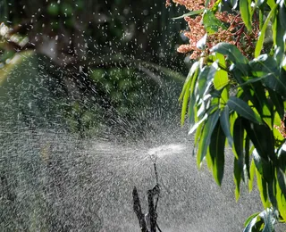 Novas tecnologias e práticas agrícolas  impulsionam fruticultura irrigada