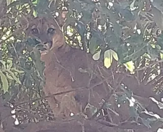 Onça é vista em árvore ao lado de escola municipal