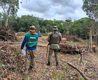 Operação combate desmatamento ilegal da Mata Atlântica na Bahia