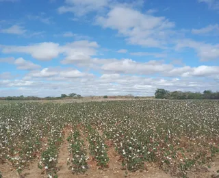 Pequenos produtores de algodão driblam dificuldades e geram renda