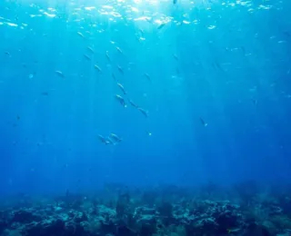 Pesquisa aponta 20,4 mil hectares de recifes de coral na costa do país