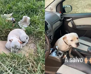 Pitbull é resgatado após ser abandonado à beira de estrada; veja vídeo