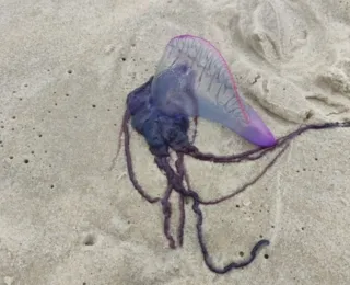 Aumento de caravelas assusta banhistas em praias da Bahia