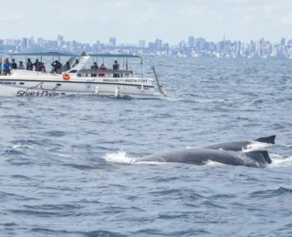 Projeto Baleia Jubarte gera impacto econômico do turismo de observação