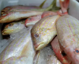 Semana do Pescado em Salvador mobiliza Ceasinha e colônias de pesca