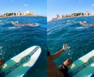 Surfista flagra baleia alimentando filhote na praia da Barra; veja