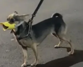 Vai encarar? Pinscher trabalhado no ódio é flagrado com focinheira