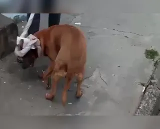 Vídeo: cachorro é baleado por agente da Guarda Municipal em Itapuã