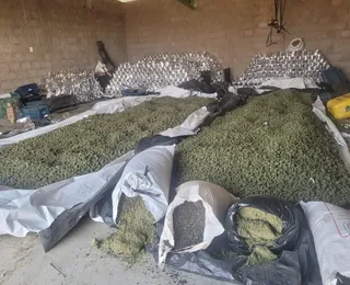 Vídeo: duas toneladas de maconha são apreendidas na Bahia