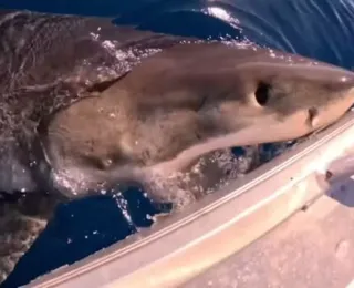 Vídeo: tubarão morde barco e assusta pescadores