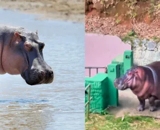 Zoológico de Salvador ganha novo hipopótamo; VÍDEO