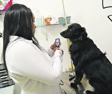 Diabetes altera a rotina de animais de estimação e tutores - Imagem