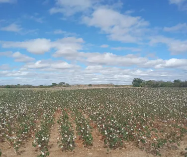 Pequenos produtores de algodão driblam dificuldades e geram renda - Imagem