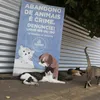 Editorial - Animais humanos - Imagem