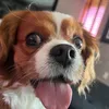 Falar com ‘voz de bebê’ fortalece vínculos com pets - Imagem