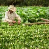 Famílias agrícolas da fumicultura estão em alerta - Imagem