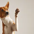 Nova lei que proíbe testes em animais livra bichos do sofrimento imagem
