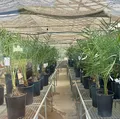 Bahia avança na parceria com Emirados Árabes para cultivo de tamareira imagem