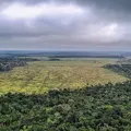 Bahia busca frear destruição de biomas imagem