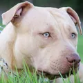Brasil registra 13 ataques de pitbulls em 2024 imagem