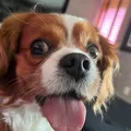 Falar com ‘voz de bebê’ fortalece vínculos com pets imagem