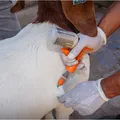 Festa do Peão: veja os tratadores vencedores de cada raça e categoria imagem