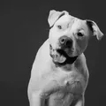 Morre Sansão, cão que inspirou a lei contra maus-tratos a animais imagem