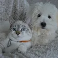 Saiba quais são as raças de cães e gatos mais populares no mundo imagem