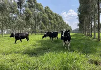 Agricultores brasileiros adotam mais medidas regenerativas  que média global