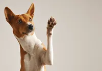 Nova lei que proíbe testes em animais livra bichos do sofrimento imagem