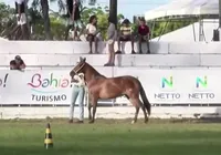 Ao vivo: Julgamento da raça Mangalarga Marchador na Fenagro 2024