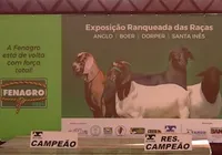 Ao vivo: Julgamento de caprinos e ovinos na Fenagro 2024