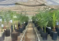 Bahia avança na parceria com Emirados Árabes para cultivo de tamareira imagem