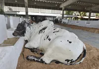 Bois exibidos na Fenagro 2024 chegam a custar R$ 3 milhões