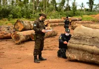 Brasil: a cada 400 casos de crimes ambientais, só um termina em prisão