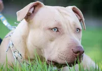 Brasil registra 13 ataques de pitbulls em 2024 imagem